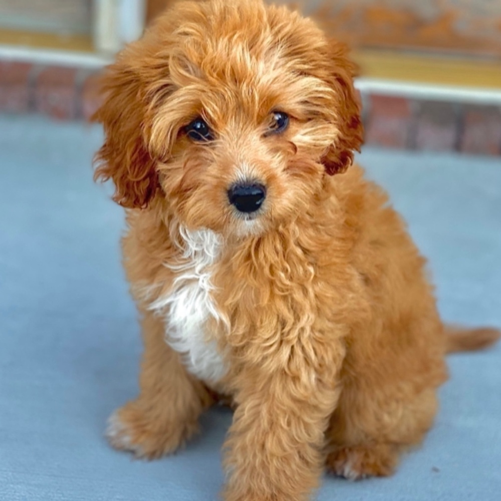 Meet your Posher, Louie